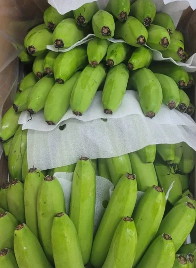 Bananas shown with VAMSA Fresh Keeper