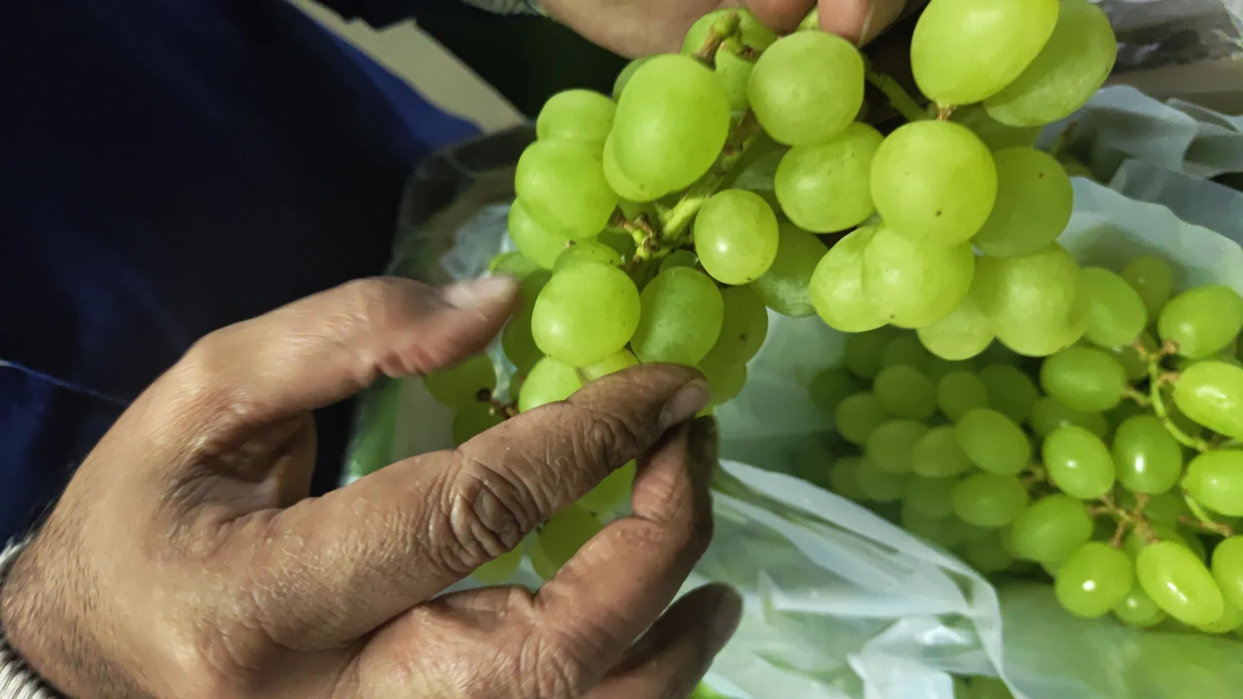 VAMSA grapes packed with Fresh Keeper liner