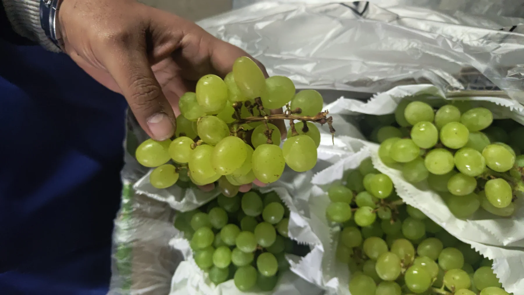 Grapes without Fresh Keeper