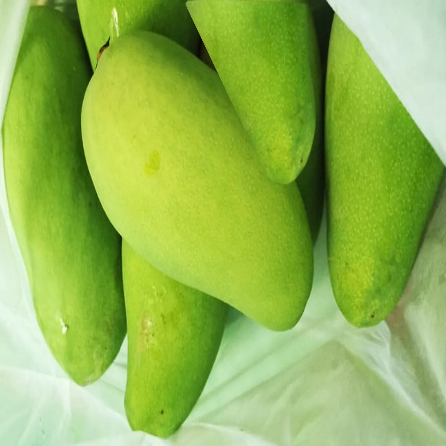 Mangoes shown with VAMSA Fresh Keeper