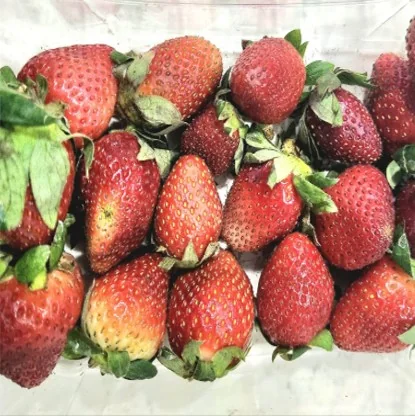 Strawberries shown with VAMSA Fresh Keeper