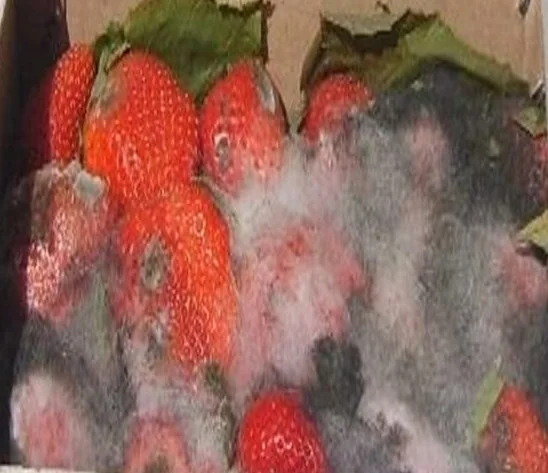 Strawberry without Fresh Keeper